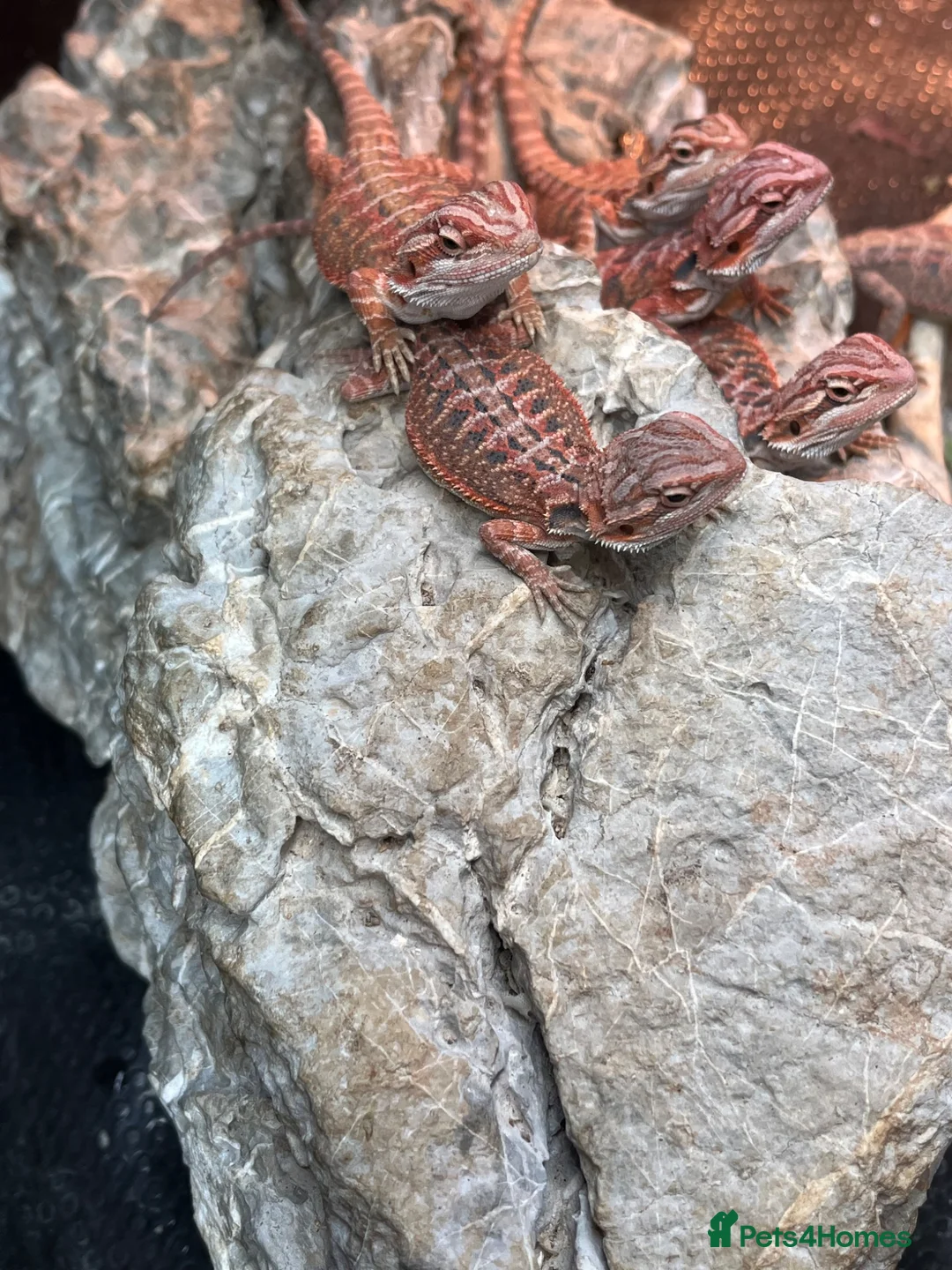Bearded Dragon reptiles for sale: Red baby bearded dragons  - Advert 3