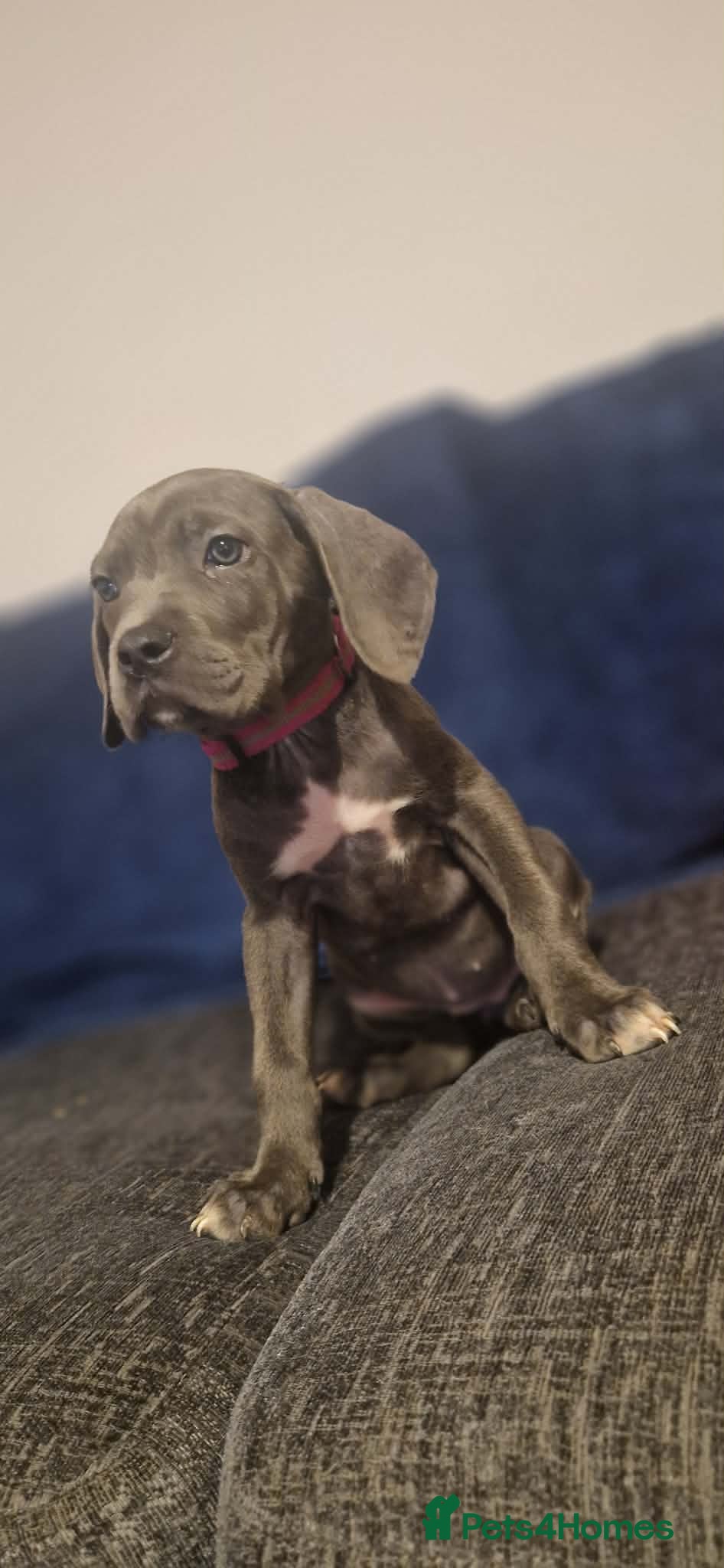 Mixed Breed dogs Cane corso X Staffordshire bull terrier last1left - Advert 18