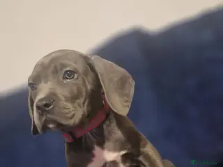 Mixed Breed dogs Cane corso X Staffordshire bull terrier last1left - Advert 18