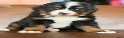 Mixed Breed dogs for sale: Labernese puppies for sale - Advert 2