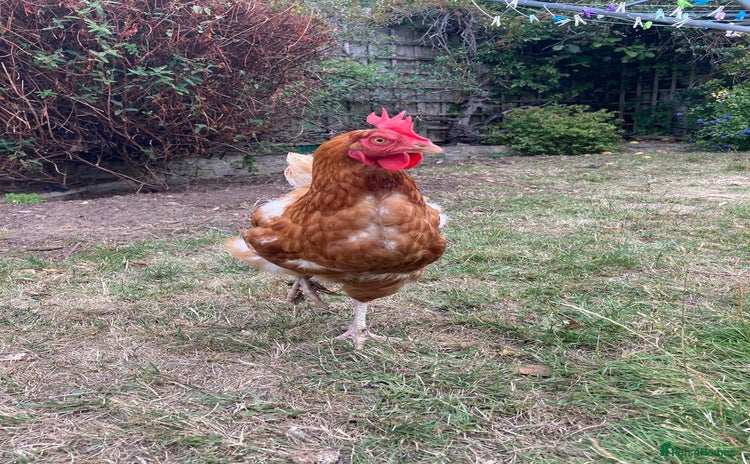 Chickens poultry - Advert 3
