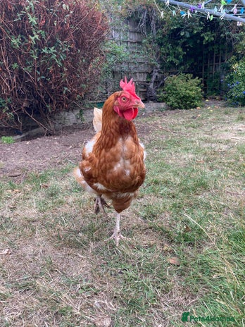 Chickens poultry - Advert 2