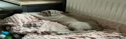 Neapolitan Mastiff dogs for sale: Female Neapolitan Mastiff (6 months old)  - Advert 8