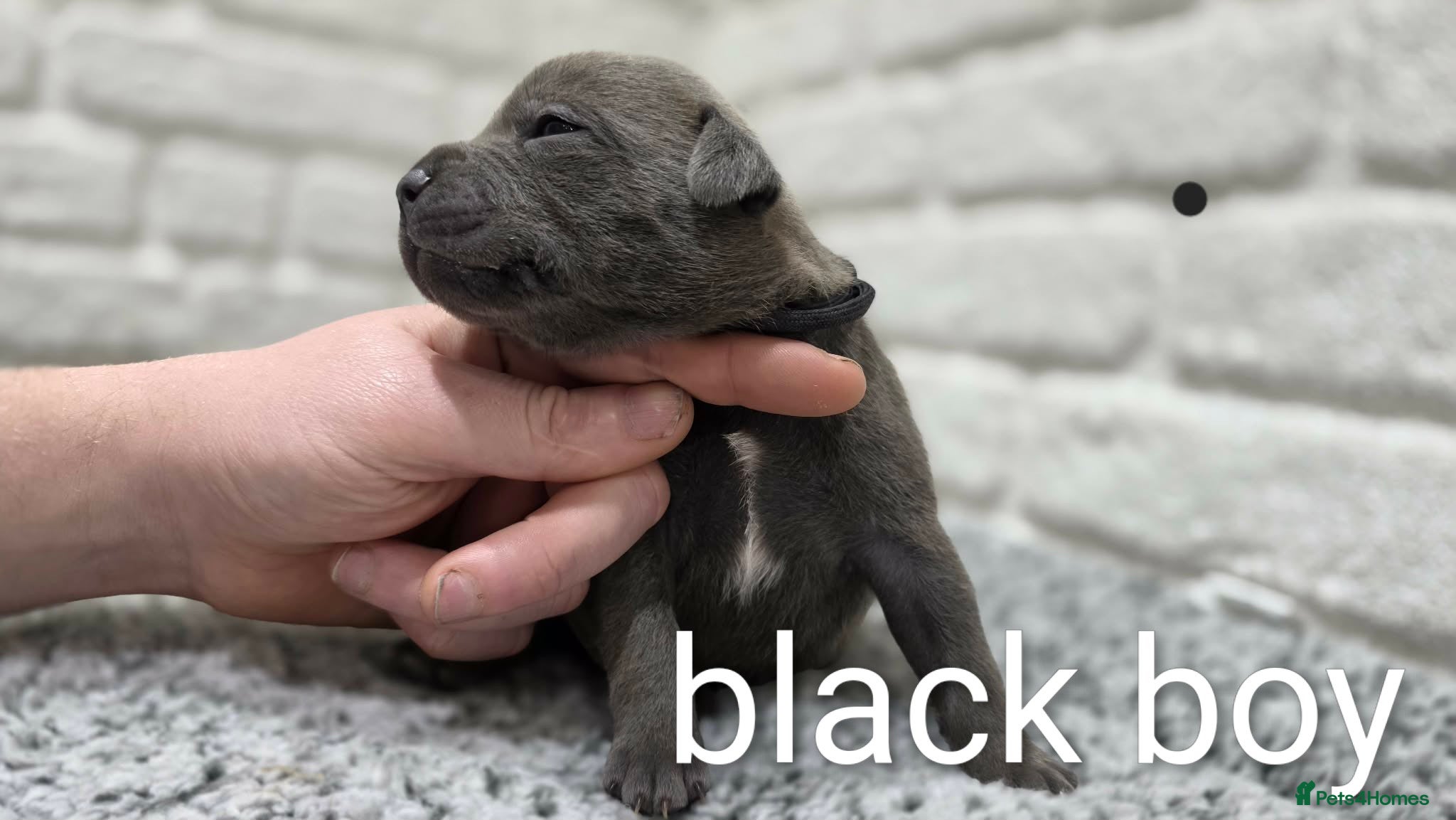 Staffordshire Bull Terrier dogs KC BLUE STAFFORDSHIRE BULL TERRIER PUPS - Advert 2