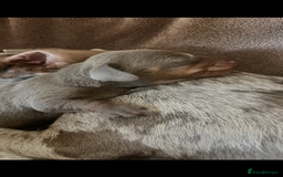 Miniature Dachshund dogs for sale: 🖤🐶Beautiful Miniature Dachshund Puppies🖤🐶!! - Image 17