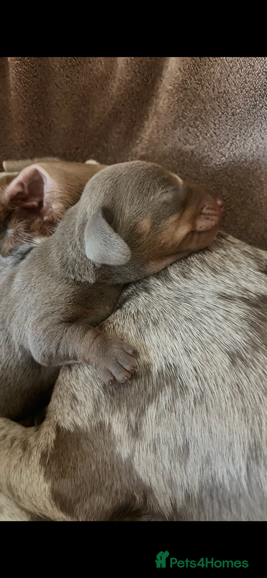 Miniature Dachshund dogs for sale: 🖤🐶Beautiful Miniature Dachshund Puppies🖤🐶!! - Image 17