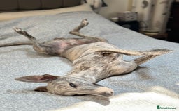 Whippet dogs for stud: Blue Brindle Whippet Leo - Image 9