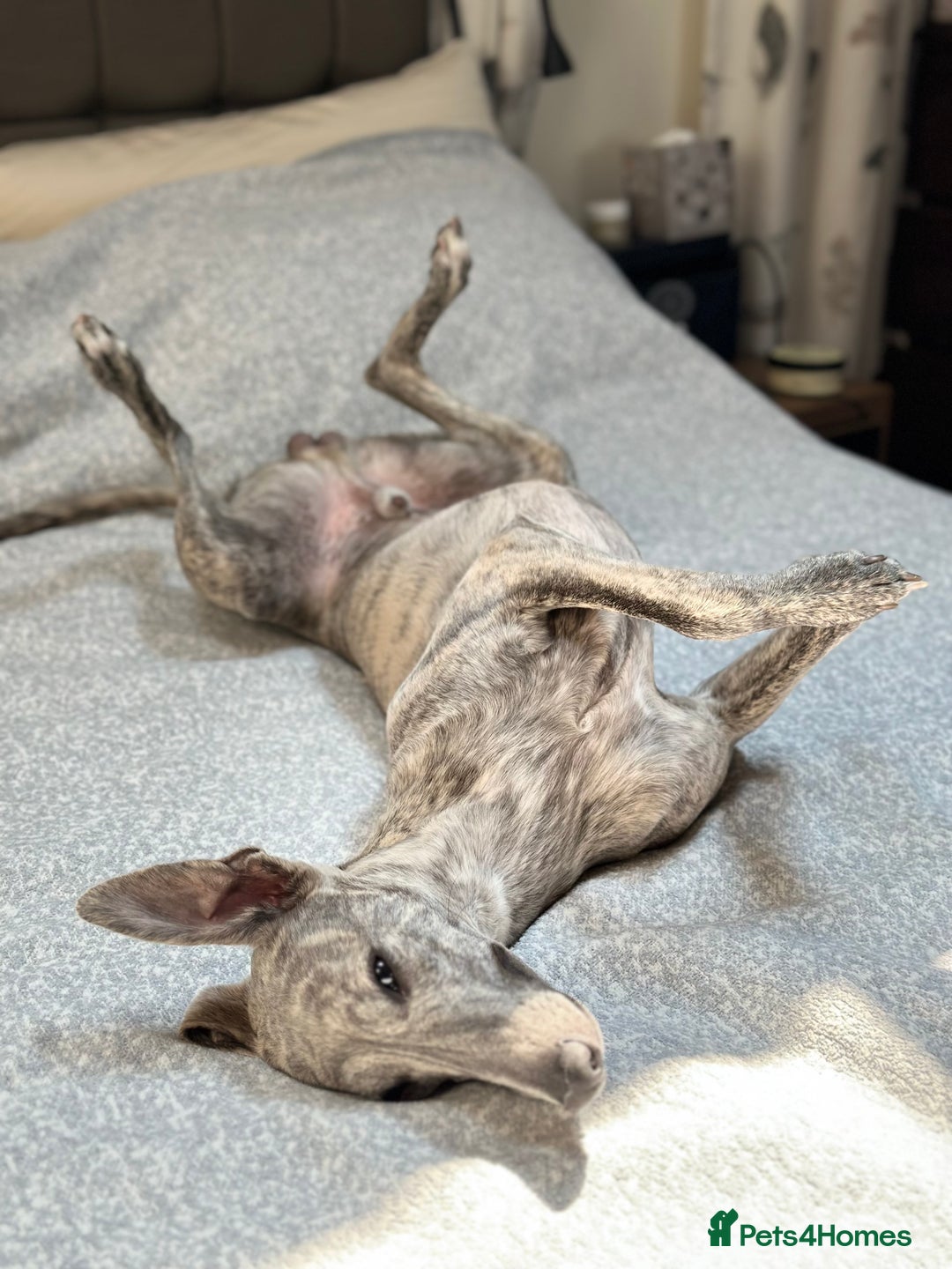 Whippet dogs for stud: Blue Brindle Whippet Leo - Image 9