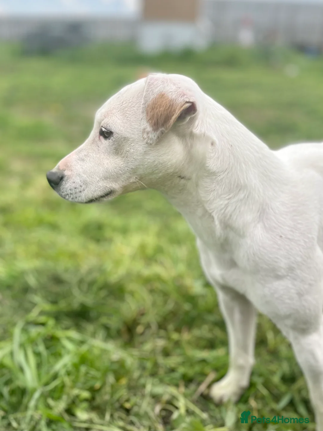 Parson Russell dogs for sale: Exceptional litter of Parson Russell Terrier Pups  - Advert 11