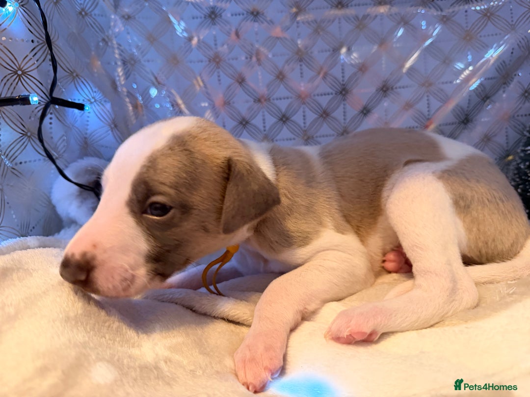 Whippet dogs for sale: Whippets  - Advert 40