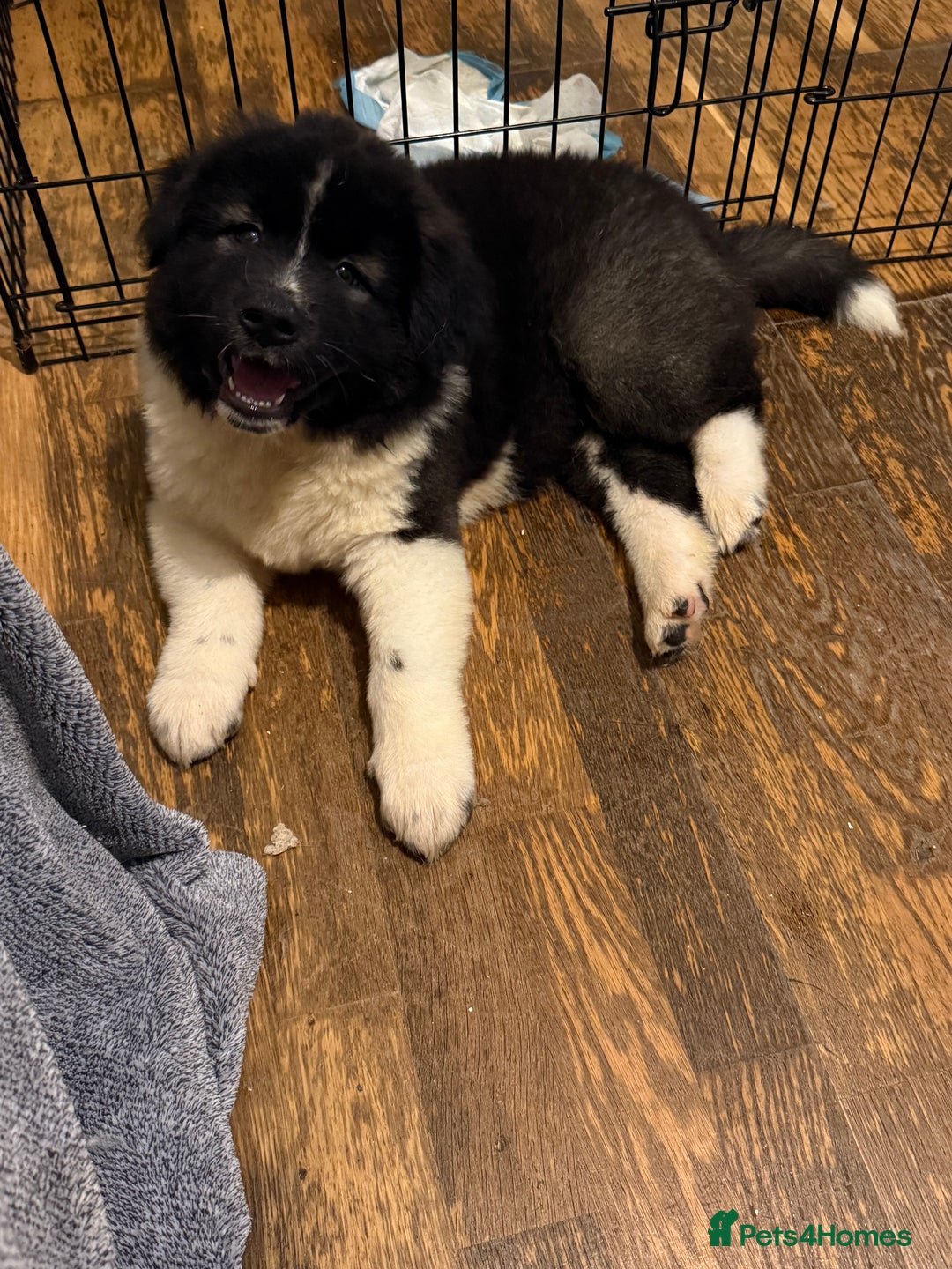 Akita dogs for sale:  American/ Japanese Akitas - Advert 14