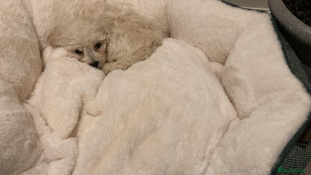 Poochon dogs for sale: Poochon  - Advert 5