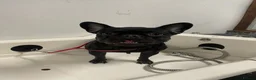 Mixed Breed dogs for sale: Fred the frenchie - Advert 6