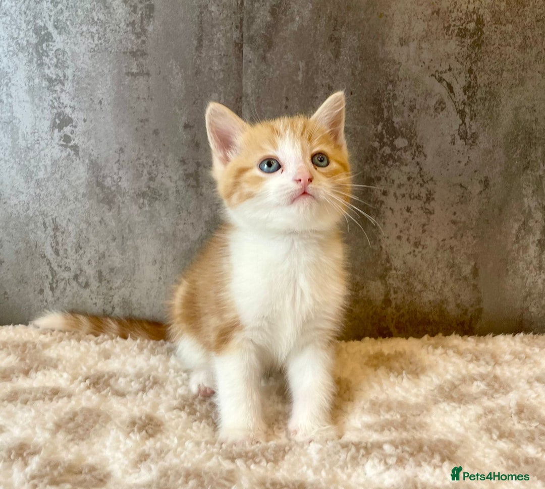 Mixed Breed cats for sale: ***BEAUTIFUL KITTENS*** Ready For New Homes - Image 4