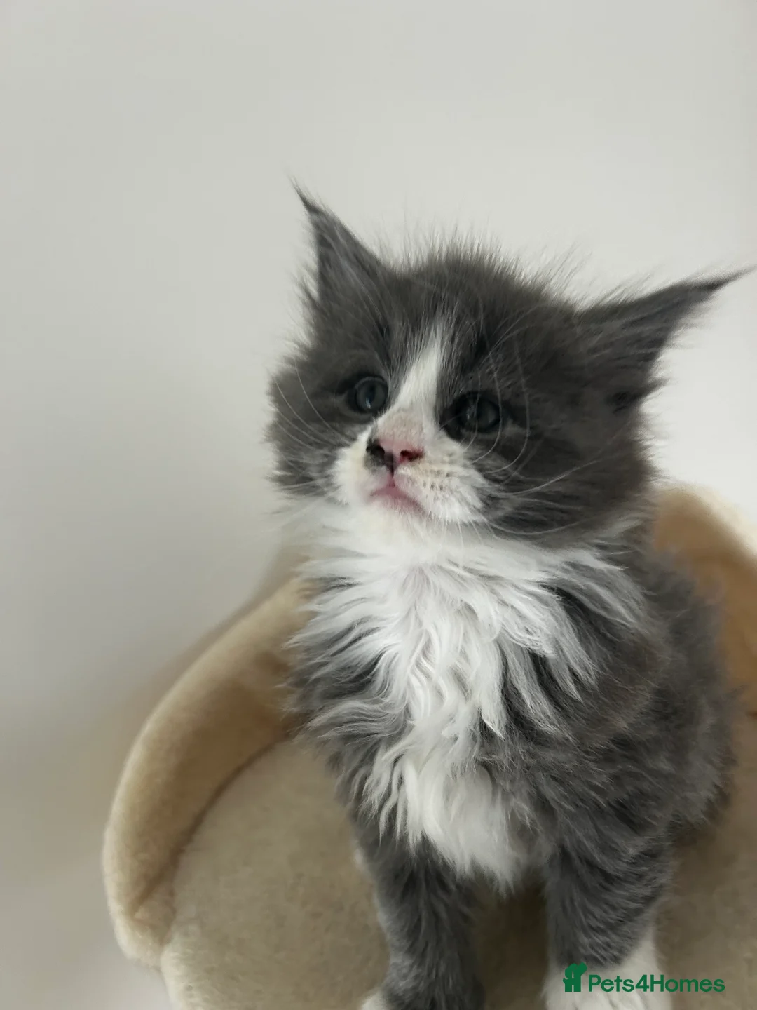 Maine Coon cats for sale: Find Your Purrfect Match! - Advert 11