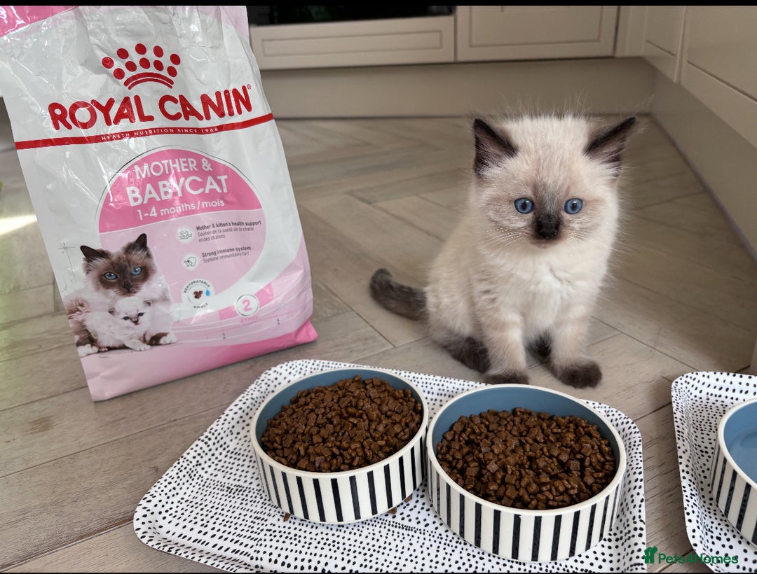 Ragdoll cats for sale: 4 PURE 💖💙RAGDOLLS💖💙 - Image 5