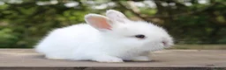 Angora rabbits for sale: Angora Bunnies Ready to leave  - Advert 3