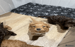 Cockapoo dogs for sale: Fluffy Thick coated F1 Cockapoos/DNA Health tested - Image 2