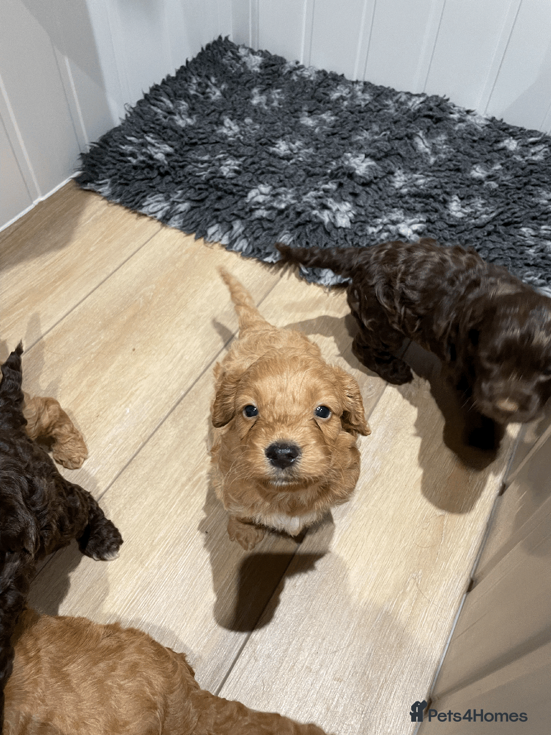 Cockapoo dogs for sale: Fluffy Thick coated F1 Cockapoos/DNA Health tested - Image 2