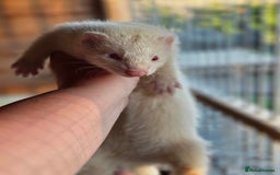 Ferret rodents for sale: ferret kits hobs and jills for sale - Image 15