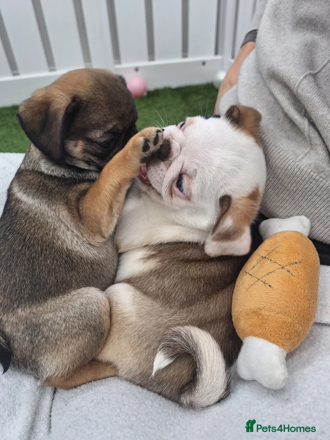 Pug dogs for sale: Rare panda pugs - Advert 17