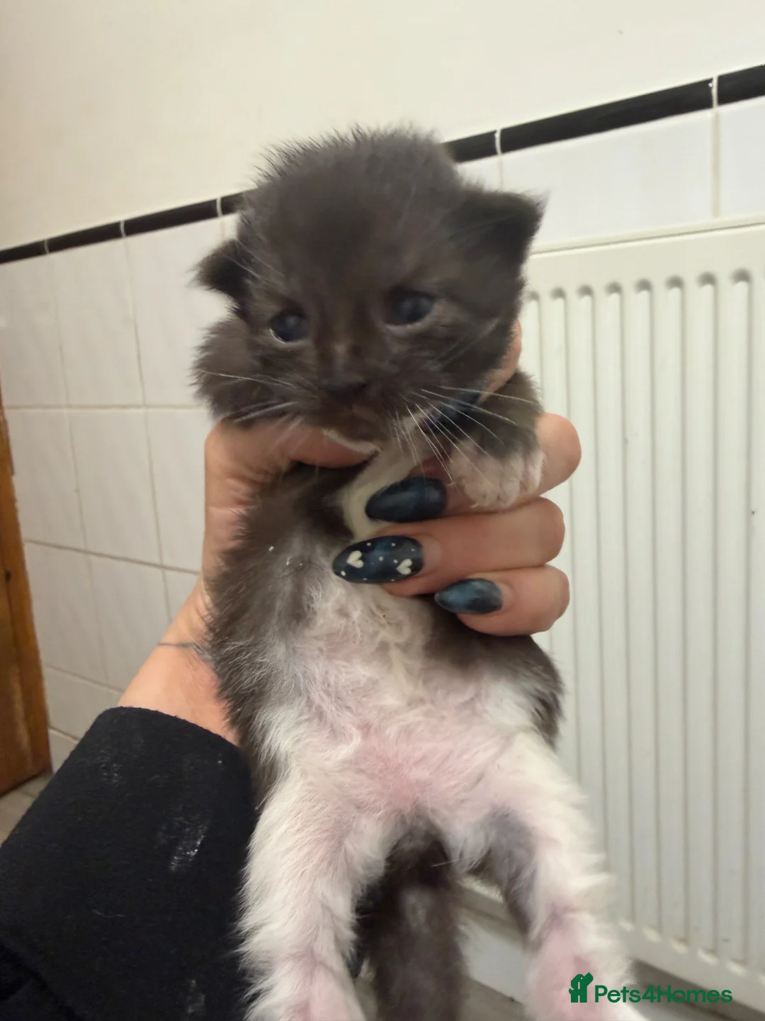 Mixed Breed cats for sale: Cute kittens in Portsmouth - Advert 4