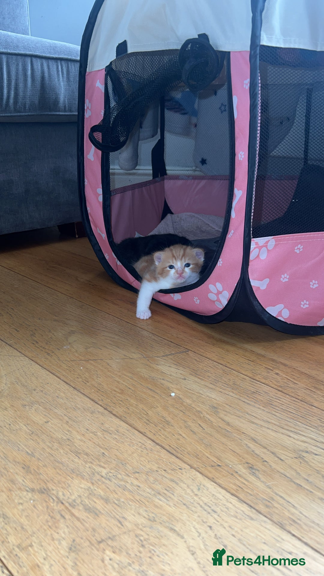 Scottish Fold cats for sale: Beautiful Scottish Fold Kittens  - Image 3