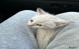 Mixed Breed cats for sale: 2 kittens  - Image 7