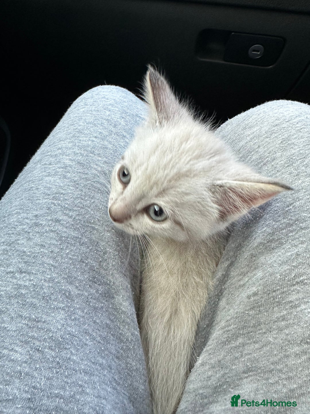 Mixed Breed cats for sale: 2 kittens  - Image 7