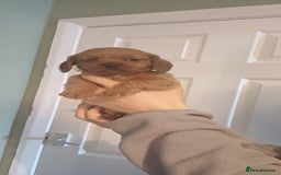 Mixed Breed dogs for sale: Beautiful schweenie babies - Image 10