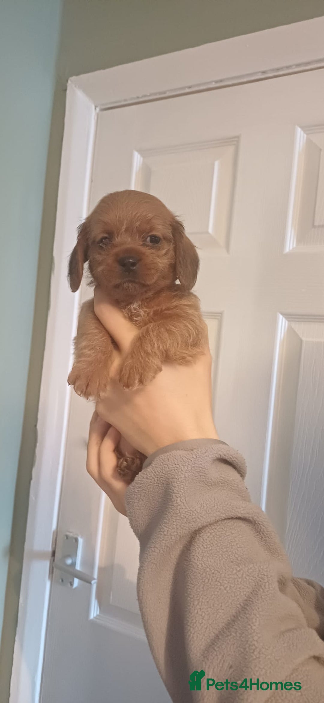 Mixed Breed dogs for sale: Beautiful schweenie babies - Image 10
