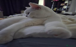 British Shorthair cats for sale: Beautiful white ,Snowy - Image 4