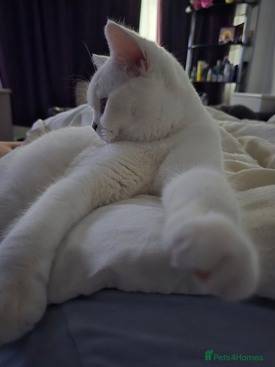 British Shorthair cats for sale: Beautiful white ,Snowy - Image 4