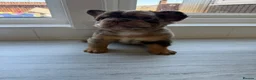 French Bulldog dogs for sale: BARGAIN!!! - Pink Carrier - New Shade Isebella  - Advert 1