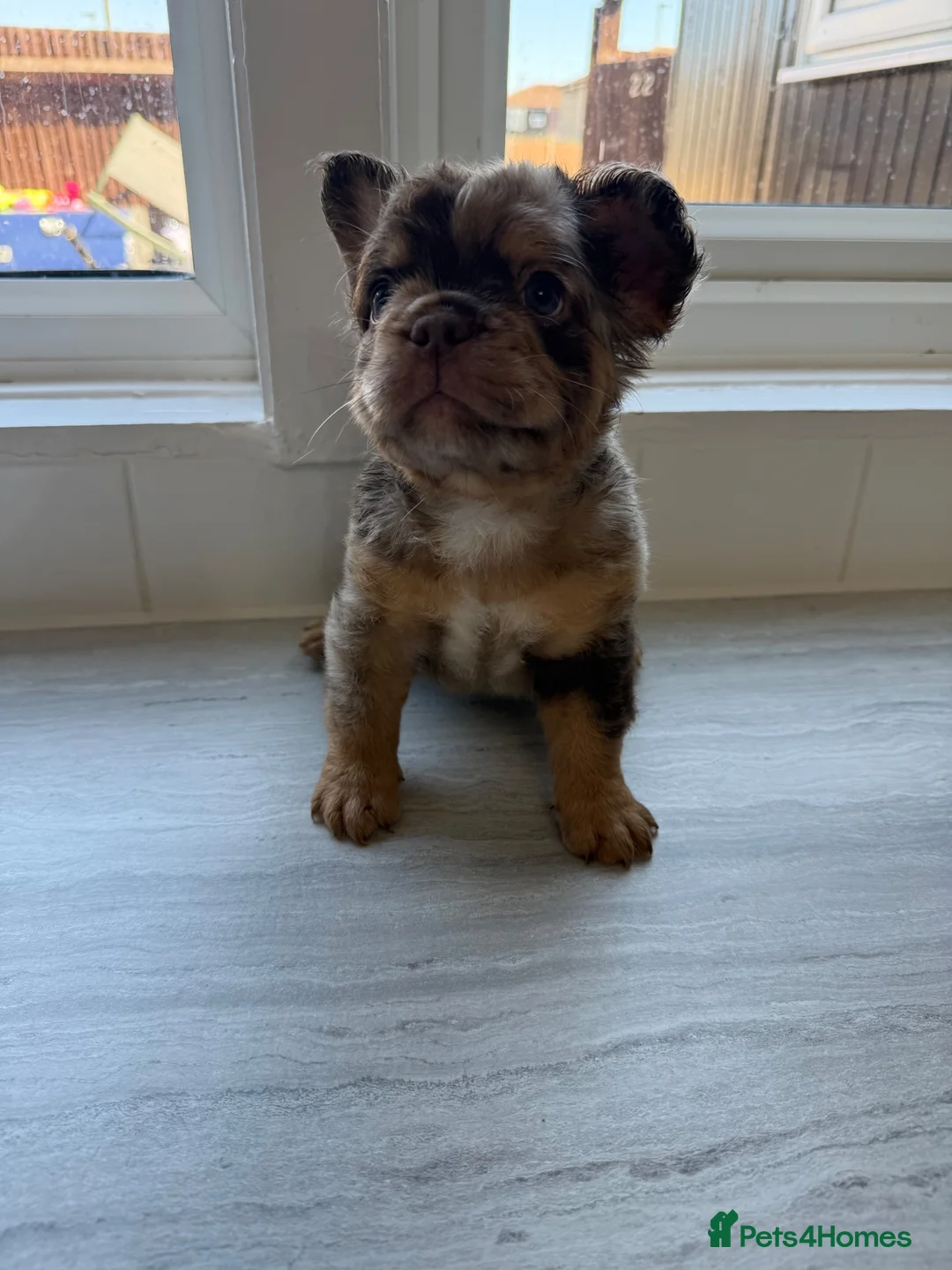 French Bulldog dogs for sale: BARGAIN!!! - Pink Carrier - New Shade Isebella  - Advert 1