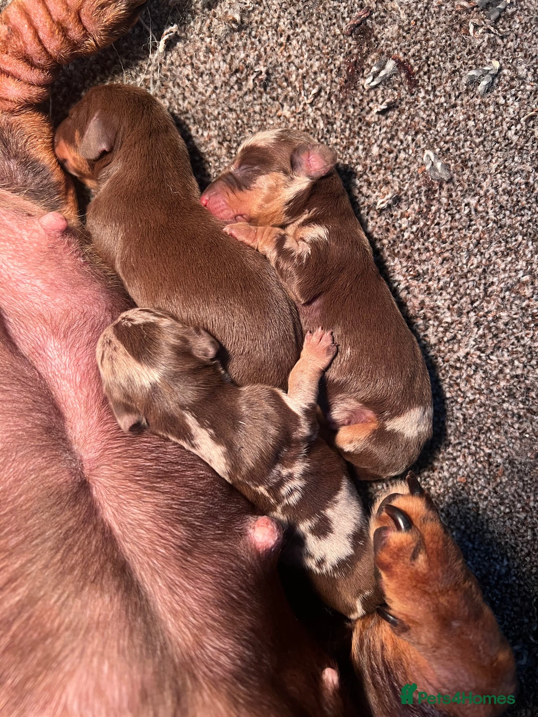 Miniature Dachshund dogs for sale: Mini dauchunds puppies - Advert 29
