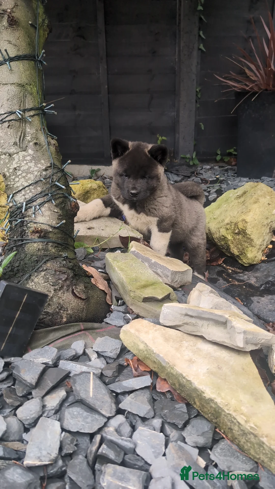 Akita dogs for sale: European Champions Bloodline American Akita's  - Advert 4