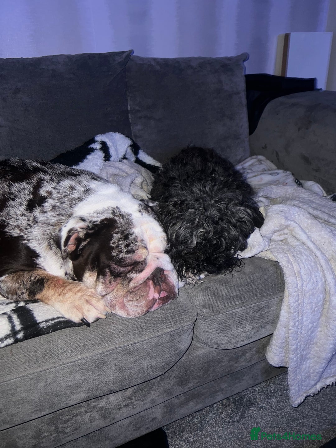 English Bulldog dogs for sale: British Bull Dog - Advert 2