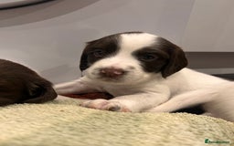 English Springer Spaniel dogs for sale: 2 GIRLS LEFT - English Springer Spaniel Puppies - Image 6