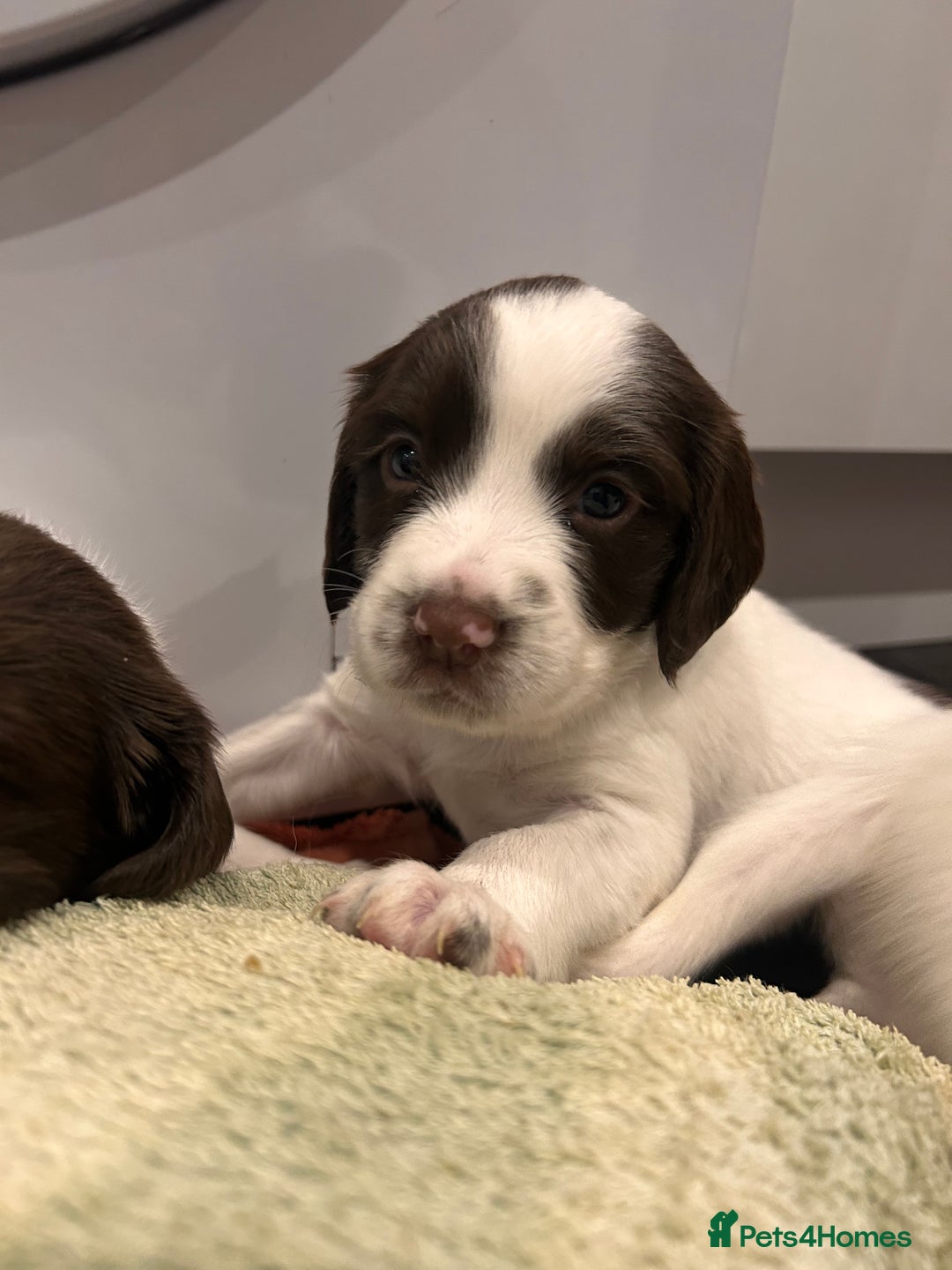 English Springer Spaniel dogs for sale: 2 GIRLS LEFT - English Springer Spaniel Puppies - Image 6