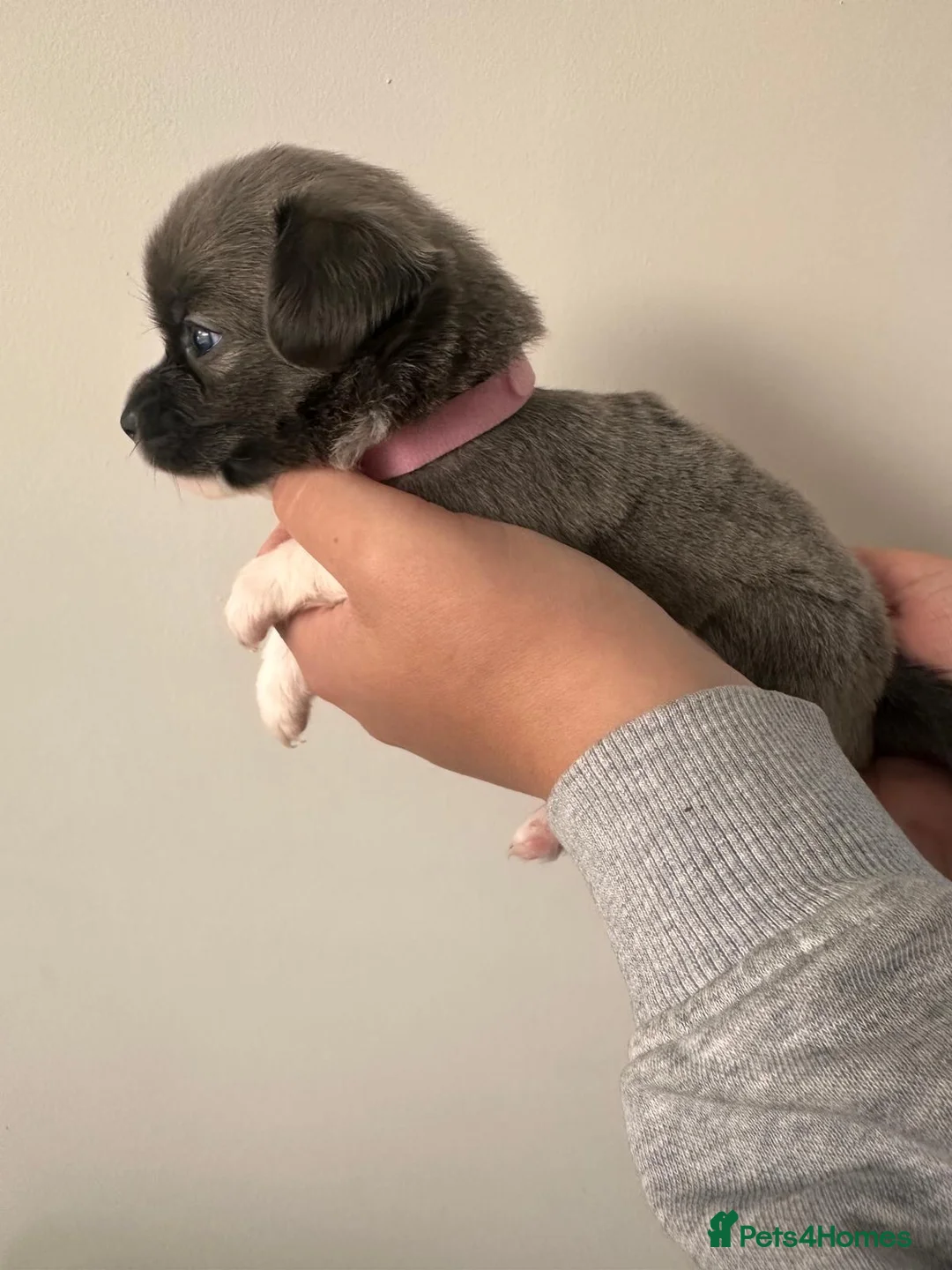 Chihuahua dogs for sale: 6 chihuahua puppies available 5th November - Advert 18