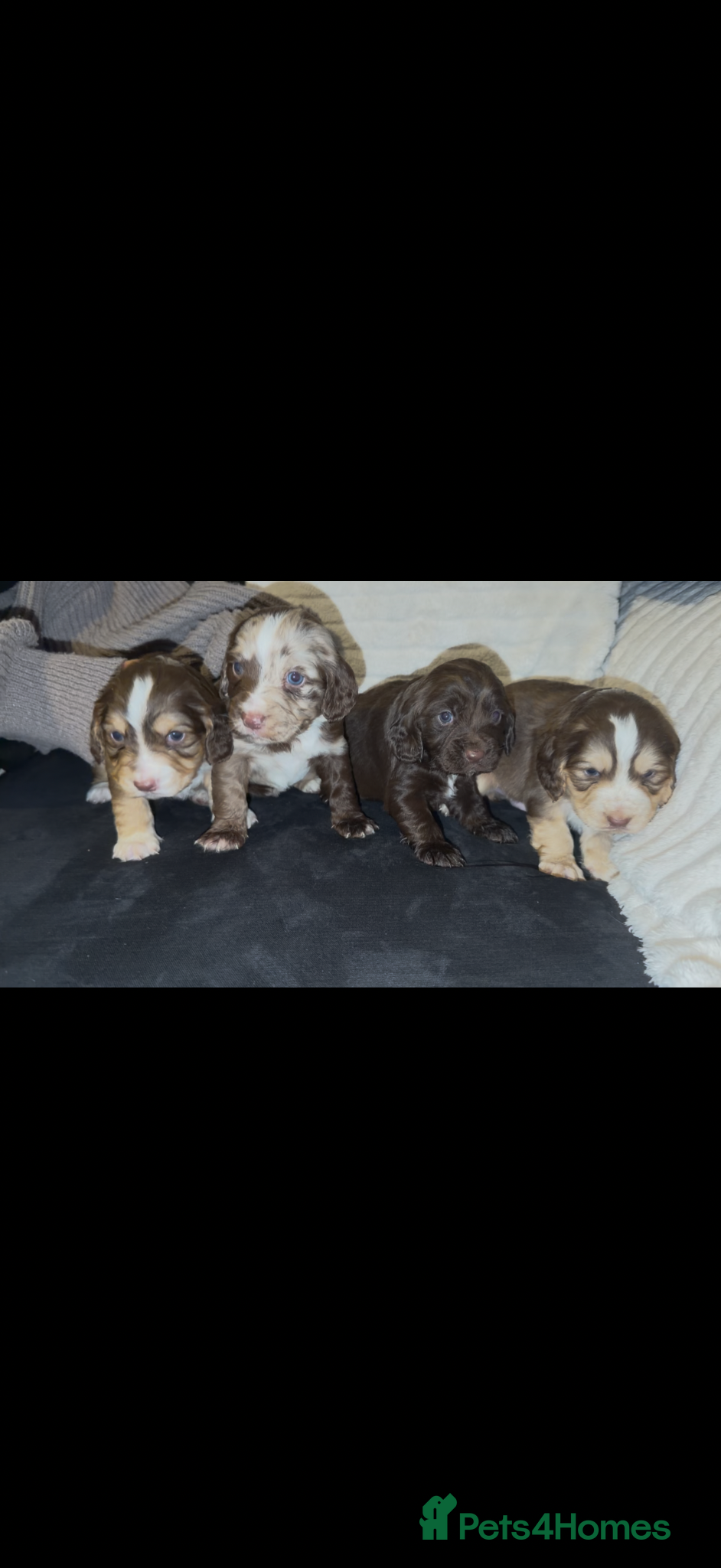 Cocker Spaniel dogs 4 Beautiful working cocker spaniel 😍 - Advert 1