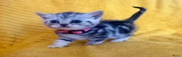 British Shorthair cats for sale: Stunning British Shorthair Kittens  - Advert 9