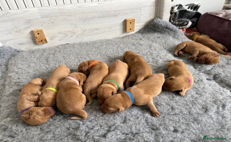 Labrador Retriever dogs - Advert 1