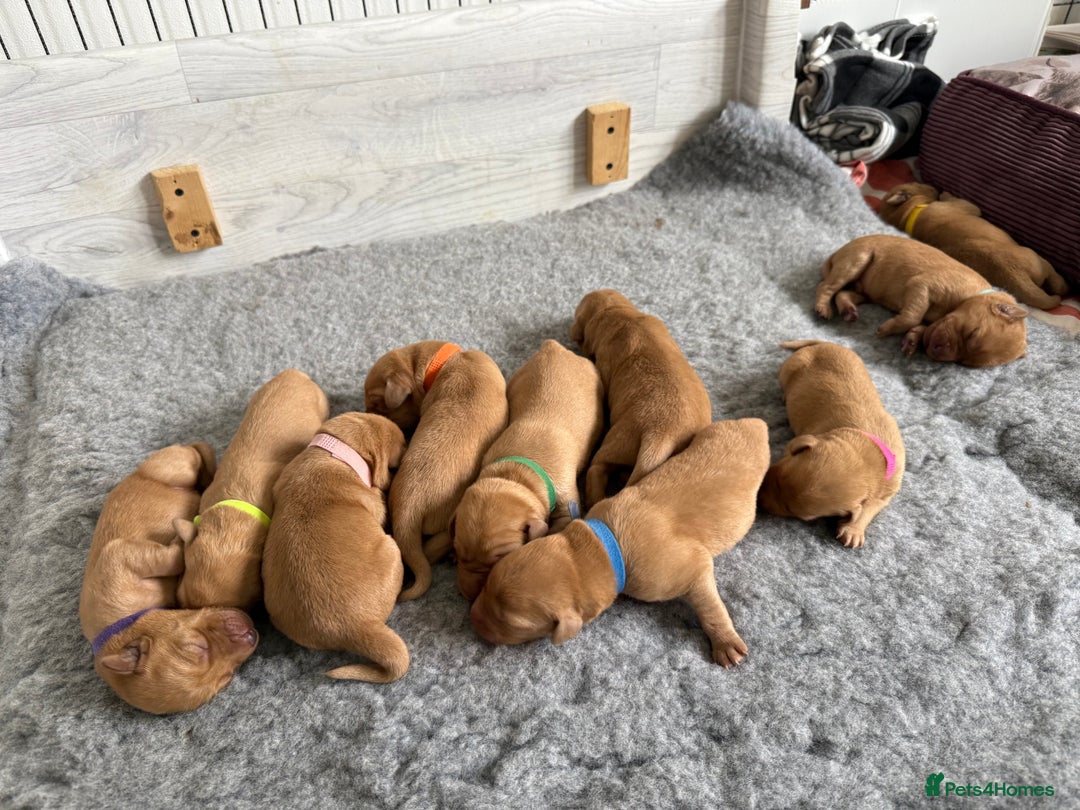 Labrador Retriever dogs for sale: Fox Red Lab Pups 🐶🩵 - Image 1