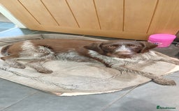 German Wirehaired Pointer dogs for sale: Stunning GWP puppies.  - Image 7