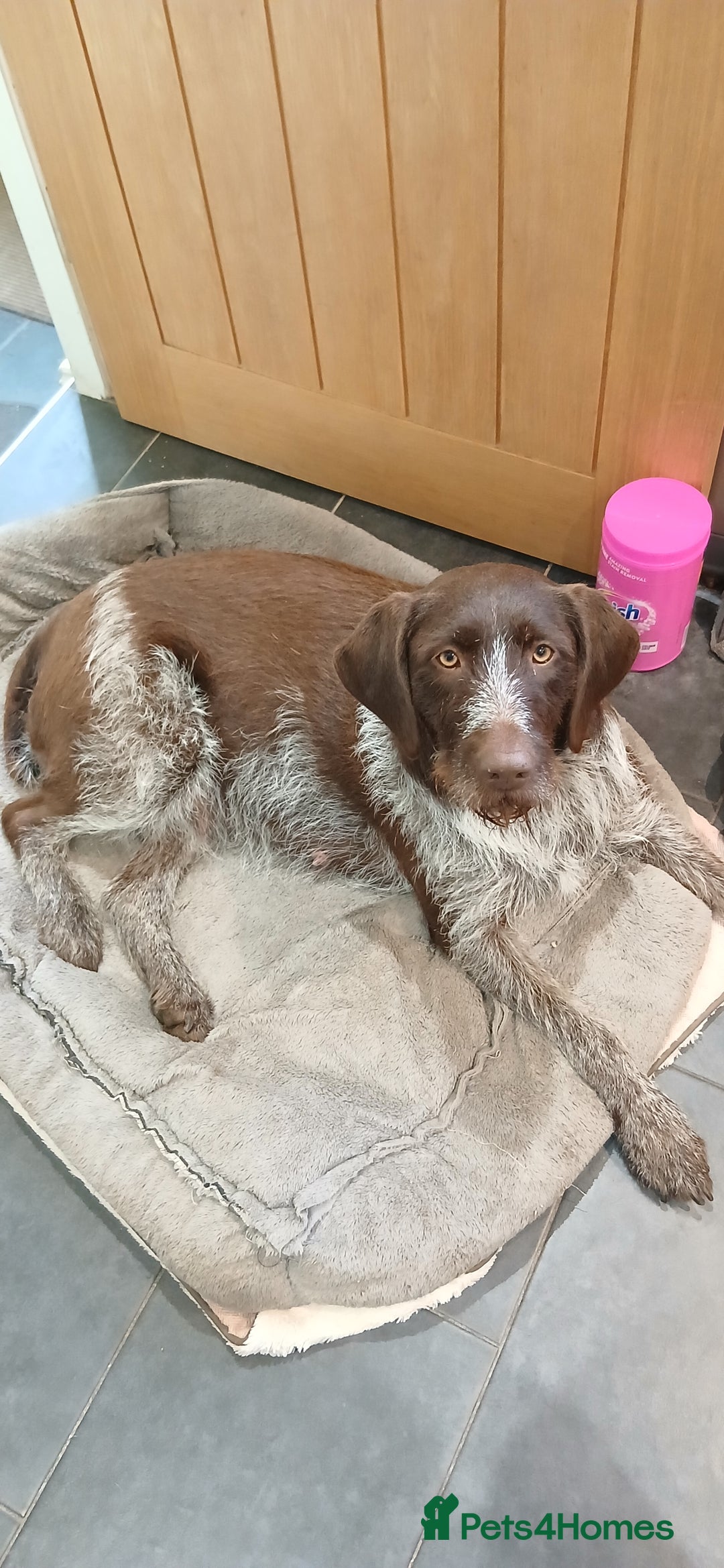 German Wirehaired Pointer dogs for sale: Stunning GWP puppies.  - Image 7