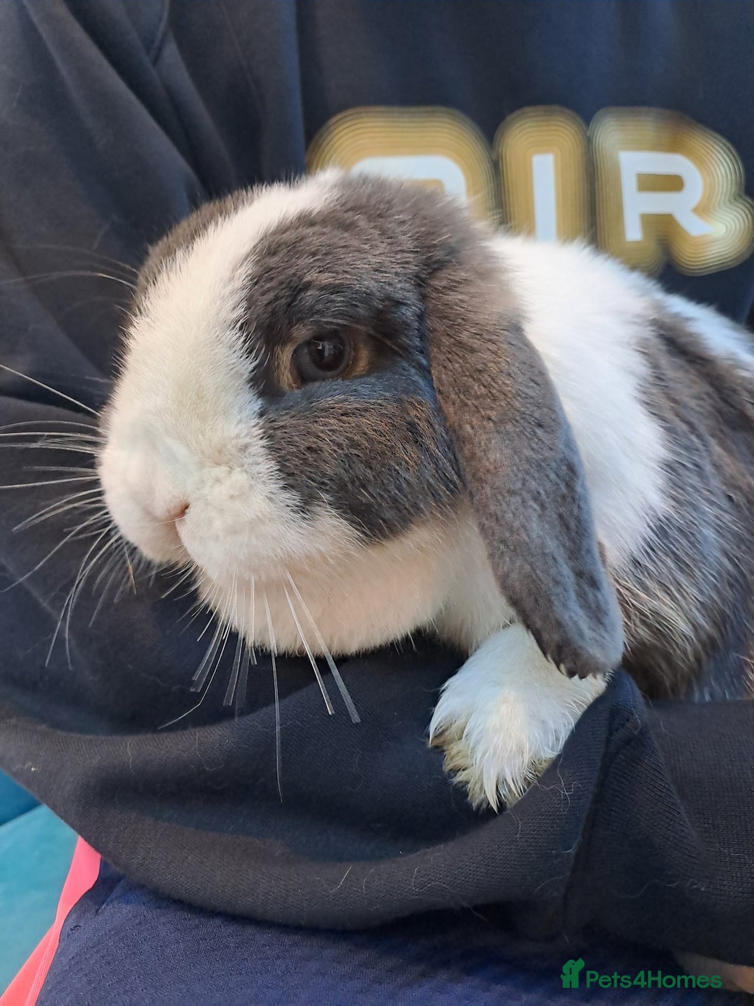 Mini Lop rabbits for sale: Male (Neutered) & Female Mini Lops (Very friendly) - Advert 11