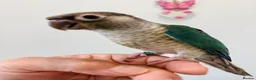 Conures birds for sale: HAND REARED TAME BABY CONURES  - Advert 13