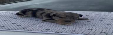 Australian Kelpie 5